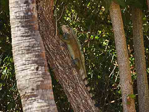 Iguana at Veya restaurant