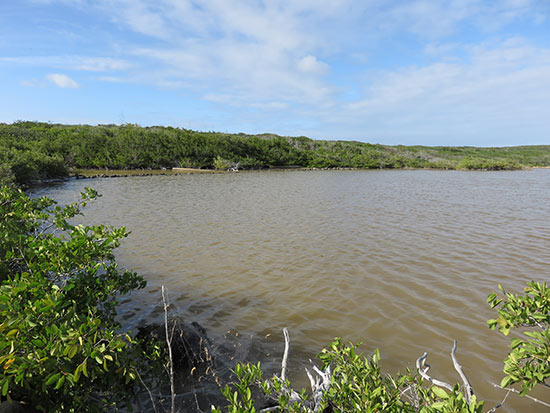 salt pond stone walls