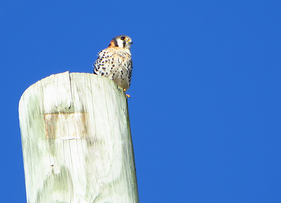 the american kestral or killy killy in anguilla