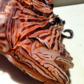 lionfish head