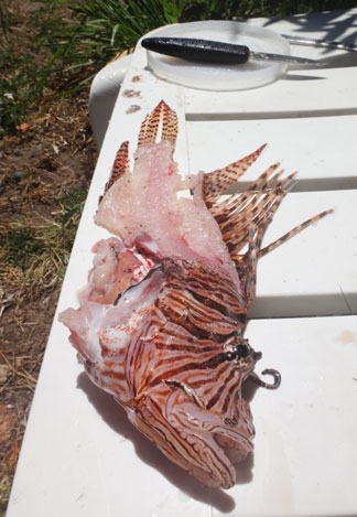 filet of lionfish in anguilla
