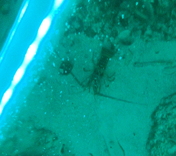 crayfish at night in anguilla