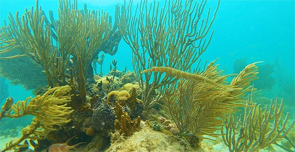 little bay snorkeling