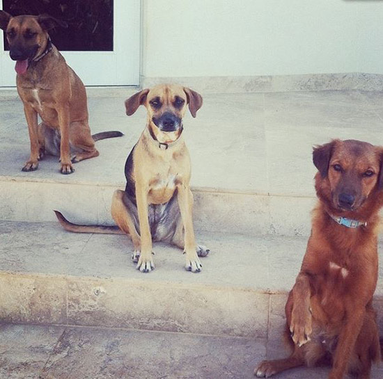 Anguilla dogs