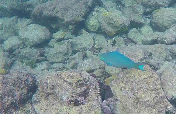 spectacular parrot fish at little bay