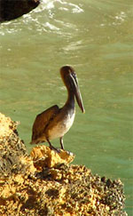 pelican by Pelican Bay