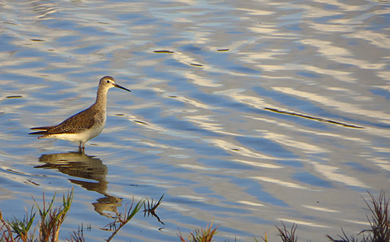 plovers in anguilla