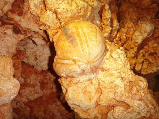 sea urchin fossil inside katouche cave