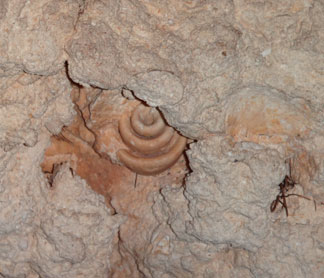 shell fossil in anguilla