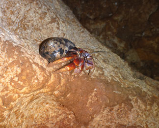 soldier crab inside katouche cave