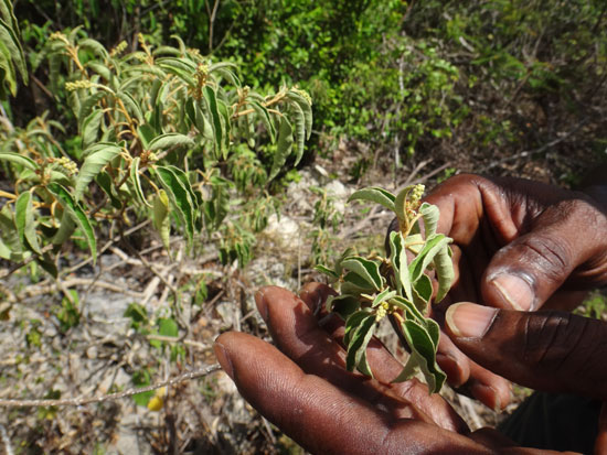 balsam bush in anguilla