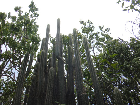 doodledoo cacti on katouche trail in anguilla