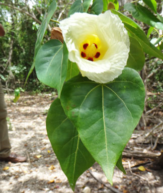 pretty flowers through the katouche valley in anguilla