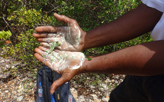 mauby leaves that can be used for soap