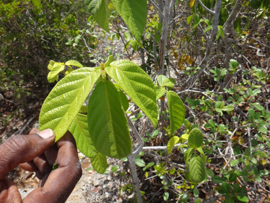 plant leaves that acts as a natural lint remover