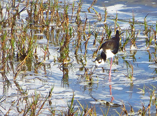 black-necked stilt plover in anguilla