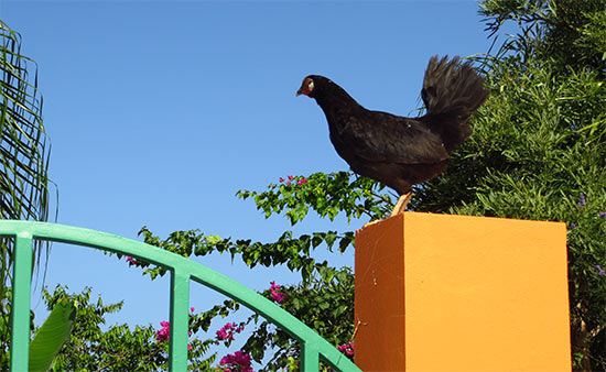 chicken in rincón puerto rico