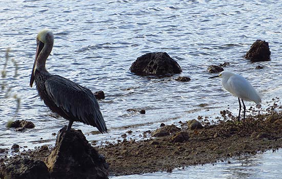 egret and pelican sharing a spit of land in anguilla