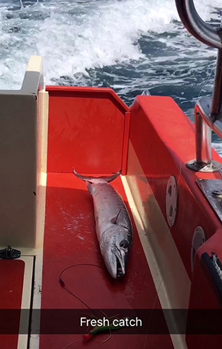 fresh-caught barraccuda in Anguilla