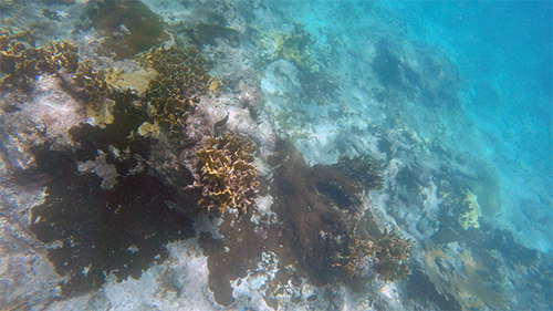 fire coral at deadmans bay