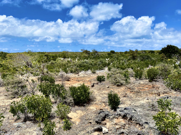 scrub island outback