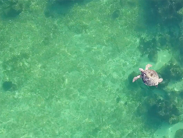 sea turtle at champagne shores villa