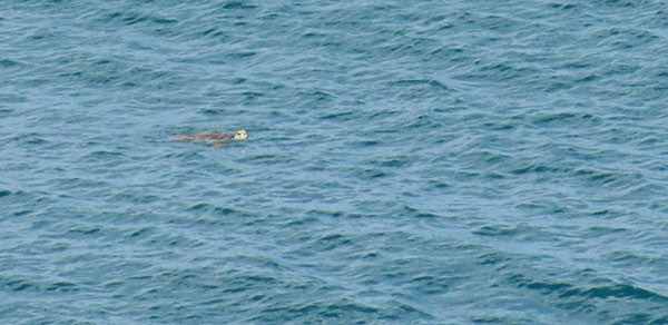 watching sea turtles play at romneys restaurant and bar