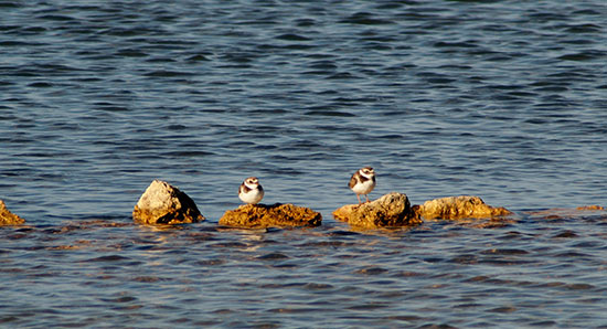 semi-palmated plovers