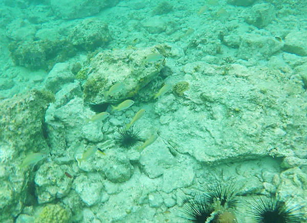 snorkeling at little bay