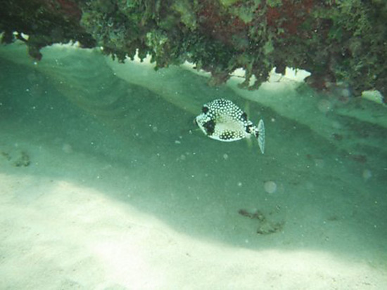 smooth trunk fish at shoal bay east