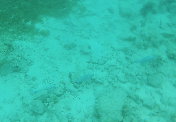 juvenila striped parrot fish anguilla