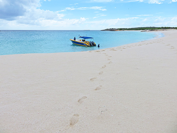 beautiful dog island anguilla