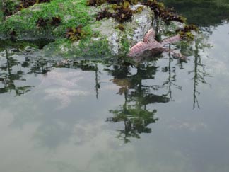 tofino surf long beach starfish