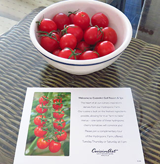 hydroponic tomatoes welcome to cuisinart