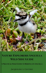 wild side guide anguilla books