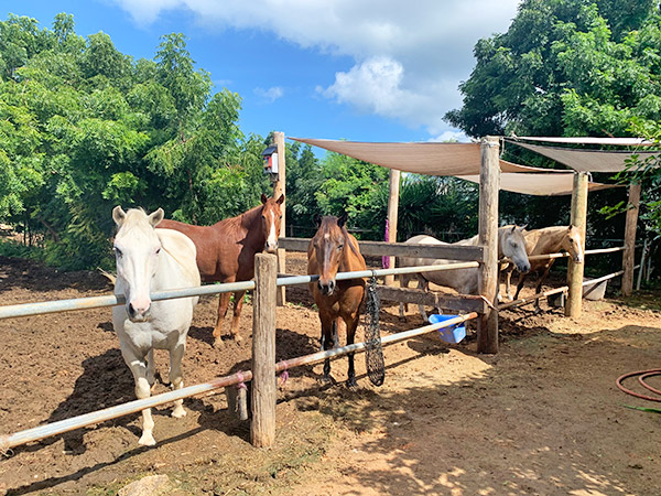 anguilla horseback riding