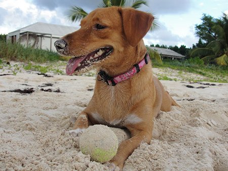 Anguilla Animal Rescue Foundation, pet rescue, puppy