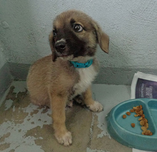 Anguilla Animal Rescue Foundation, pet rescue, puppy