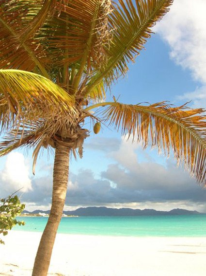 Anguilla beaches, Sargassum seaweed