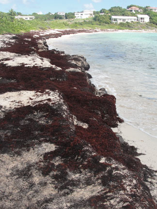 Anguilla beaches, Sargassum seaweed, Sandy Hill, Seafeather Bay