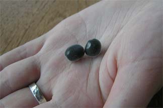 Black Pearl Seeds