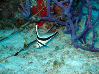 Anguilla diving, Dog Island, jack knife fish, divemaster, Douglas Carty