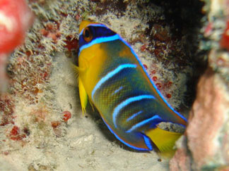 Anguilla diving, Dougie Carty, Oosterdiep wreck, reef fish