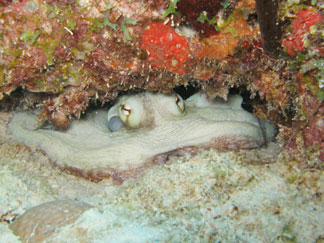 anguilla, diving, octopus, meads bay