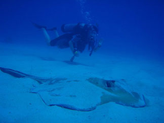 Anguilla diving, Anguillian divers, stingray