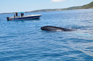 Dive, Anguilla, Douglas Carty, Special D' Diving, Whales