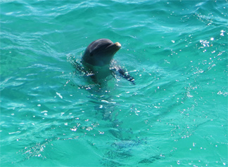 dolphin anguilla