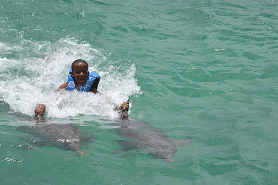 anguilla dolphin swim