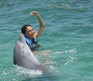 anguilla dolphin