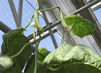 Hydroponics